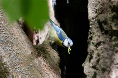 Cyanistes caeruleus