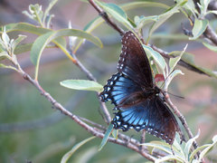 Limenitis arthemis arizonensis