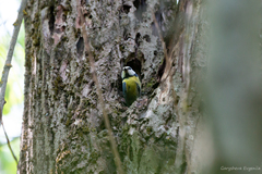 Cyanistes caeruleus