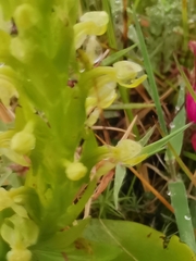 Platanthera micrantha