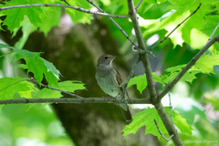Luscinia luscinia
