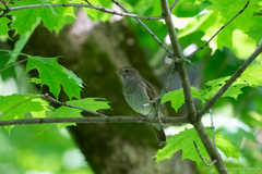 Luscinia luscinia