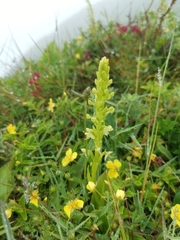 Platanthera micrantha