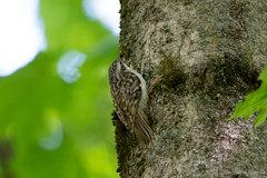 Certhia familiaris