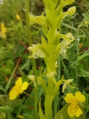 Platanthera micrantha