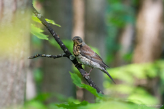 Turdus pilaris