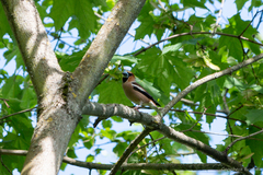 Coccothraustes coccothraustes