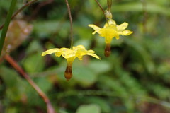 Vancouveria chrysantha