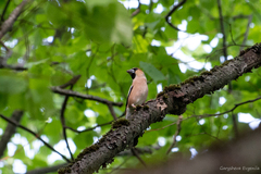 Coccothraustes coccothraustes
