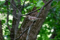 Turdus iliacus