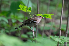 Fringilla coelebs