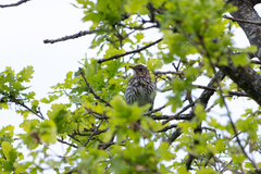 Turdus philomelos
