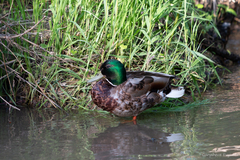 Anas platyrhynchos