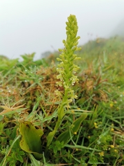 Platanthera micrantha