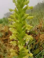 Platanthera micrantha