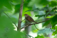 Luscinia luscinia