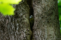 Cyanistes caeruleus