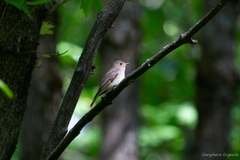 Muscicapa striata
