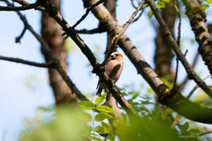 Coccothraustes coccothraustes