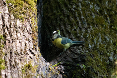 Cyanistes caeruleus