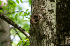 Sitta europaea