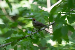 Sylvia atricapilla