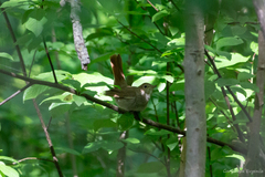 Luscinia luscinia