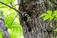 Dendrocoptes medius