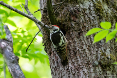 Dendrocoptes medius