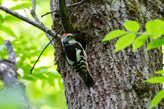 Dendrocoptes medius