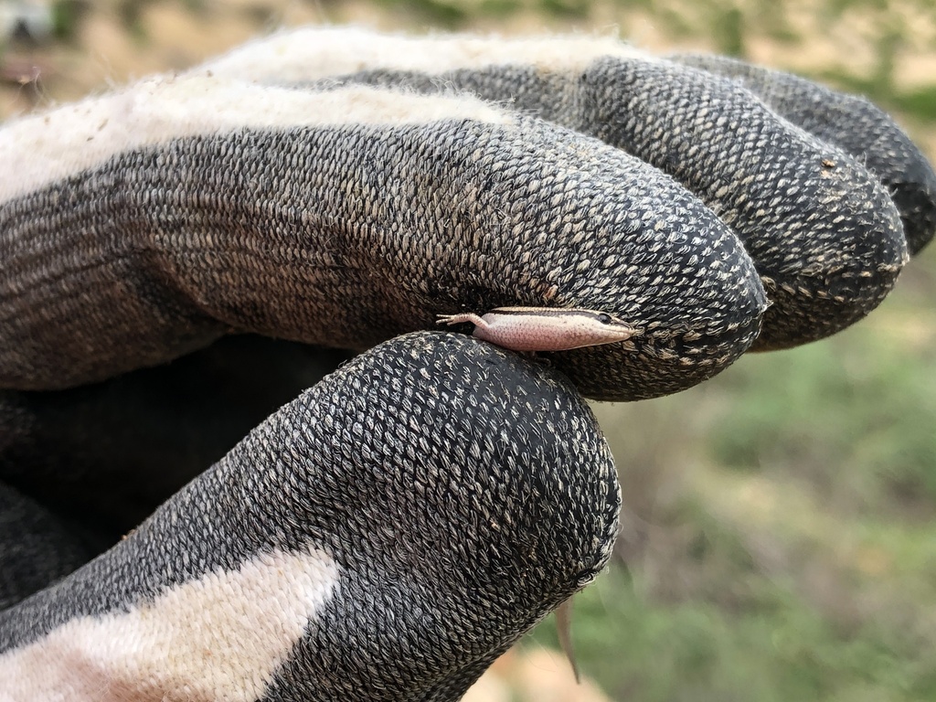 Sharp-Blazed Three-Toed Slider