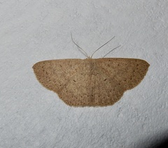 Cyclophora obstataria