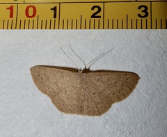 Cyclophora obstataria