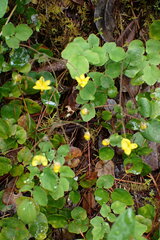 Vancouveria chrysantha