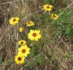 Thelesperma filifolium