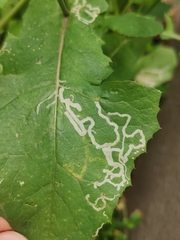 Phytomyza marginella