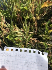 Lysimachia thyrsiflora