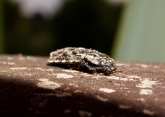 Phanodesta nigrosparsa