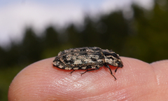 Phanodesta nigrosparsa