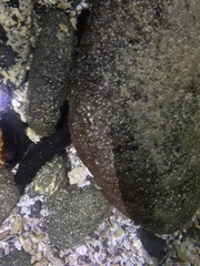 Holothuria cinerascens