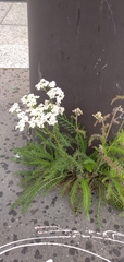 Achillea millefolium