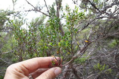 Leptospermum rupestre
