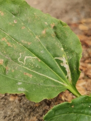 Phytomyza griffithsi