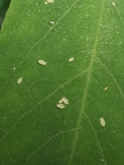 Appendiseta robiniae