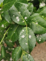 Erysiphe euonymicola