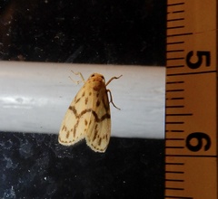 Miltochrista terminospota