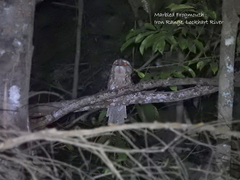 Podargus ocellatus marmoratus