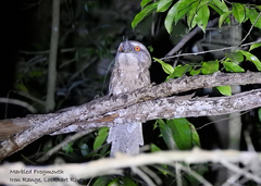Podargus ocellatus marmoratus
