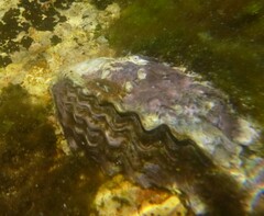 Saccostrea