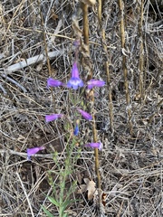 Penstemon oliganthus
